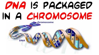 DNA is packaged in a chromosome experiment [upl. by Alexina854]