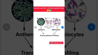 gamete mother cell kise kahate Hain 🤔😱 MSK Biology shorts [upl. by Analaj393]