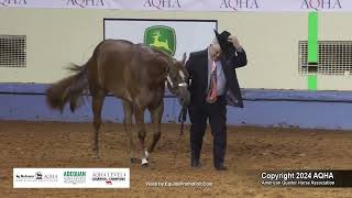 Select Yearling Fillies  2024 AQHA World Championship Show [upl. by Aizat61]