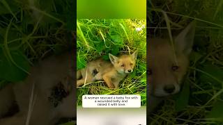 A woman rescued a baby fox with a wounded belly and raised it with love animalshorts fox love [upl. by Gnil]