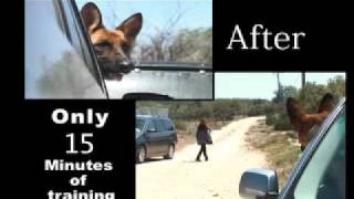 No More Separation Anxiety  German Shepherd  Don Sullivan The DogFather [upl. by Enad676]