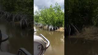 Airboat ride throught the Everglades [upl. by Ulund]