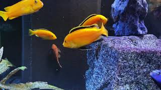 Malawi Cichlids Labidochromis caeruleus are fighting [upl. by Graff]