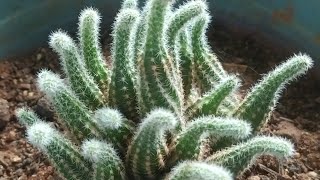 how to grow and care peanut cactus Echinopsis chamaecereus [upl. by Raybin]