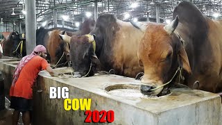 Biggest Cow Farm in Bangladesh 2020  AL Madina Cattle Farm 2020  Big big cow 2020 [upl. by Cynthie]