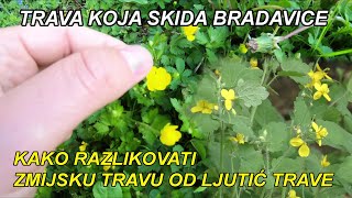 BRADAVICE  ZMIJSKA TRAVA KOJA SKIDA BRADAVICE I LJUTIĆ TRAVAOTROVNA TRAVA [upl. by Sandi]