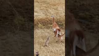 Puma takes on guanaco 3 times shorts wildlife animals lion ytshorts viralvideo [upl. by Calvo729]