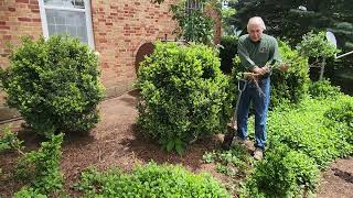 pruned boxwood a year later and how to make more boxwood shrubs [upl. by Proudlove]