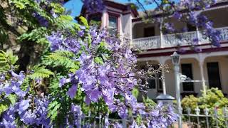 Purple Jacaranda Trees in Glebe Sydney Australia Car Drive Walk Drone Tour DJI Osmo October 4K HD [upl. by Anaigroeg300]