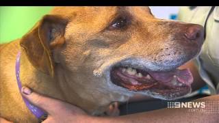 RSPCA Dog  9 News Adelaide [upl. by Otanod821]