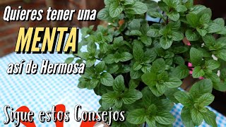 Como Cuidar bien de una Planta de MENTA  Beneficios de la MENTA [upl. by Ardnnaed]