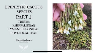 Epiphytic Cactus Species Part 2 Rhipsalis and more [upl. by Ennovihs]