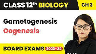 Class 12 Biology Chapter 3  Gametogenesis Oogenesis  Human Reproduction CBSENEET 202223 [upl. by Sancha849]