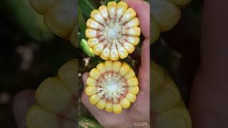 Late Fungicide or Early Harvest Top Crop Agronomy Updates [upl. by Rhyne]