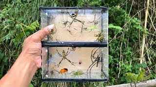 Cool bug hunting‼️catch various types of spiders [upl. by Enilram581]