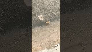 Yellow billed babbler bird jumping on the road [upl. by Inalaehak]