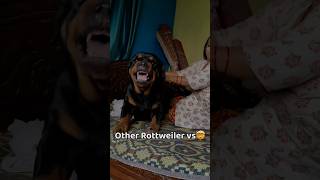 My Rottweiler aggression 😱 rottweilerthebruzzo9212 rottweiler dog shorts [upl. by Schlosser]