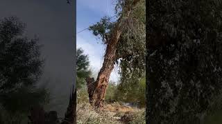 Felling stringybark eucalyptus [upl. by Idur]