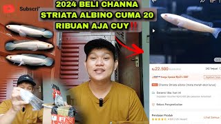 2024 Beli channa striata albino mata merahh di warunk channa‼️ [upl. by Burne]