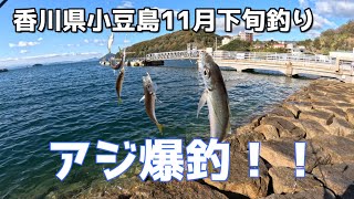 香川県11月下旬 小豆島 アジ爆釣！！ [upl. by Agate]