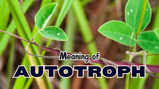 What is the meaning of Autotroph [upl. by Farmann]