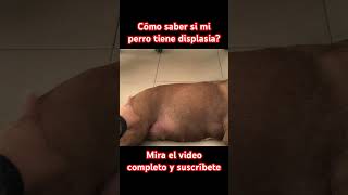 Cómo saber si mi perro tiene displasia de cadera saludcanina pitbull perro consejosveterinarios [upl. by Ahsiuqram487]