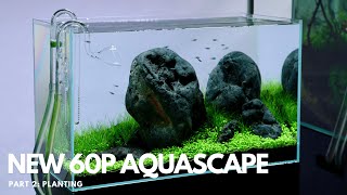 New 60P Aquascape Part 2  Planting [upl. by Schaffer]