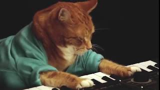 Keyboard Cat Bento A Tribute [upl. by Aneeled]