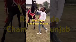 🏆🎉Champion Rani Jinda🏆🏅Marvadi Horse 🤟🥇 [upl. by Seve]