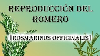 Reproducción del romero Rosmarinus Officinalis [upl. by Nomyt795]