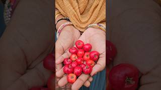 Cherries harvesting barbadoscherry mygarden harvesting gardening shortvideo ytshorts shorts [upl. by Freytag]