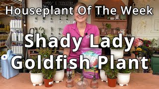 Shady Lady Goldfish Plant  Houseplant of the Week [upl. by Lorrie]