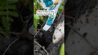 To fix hard compact clay soil do these 3 things in the fall covercrops organicgardening [upl. by Glialentn652]