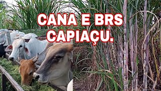 CANA DE AÇUCAR E BRS CAPIAÇU [upl. by Nikaniki973]