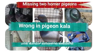 Missing two homer pigeons  Pigeon kala wrong  Homer pigeons  How to train pigeon to come home [upl. by Aynik665]