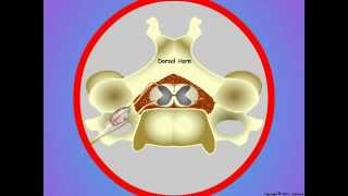 07Pain Perception  Central Nervous System [upl. by Hallett783]