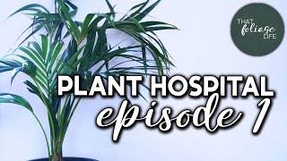 Reviving A Kentia Palm Houseplant Hospital Episode 1 [upl. by Jeconiah]