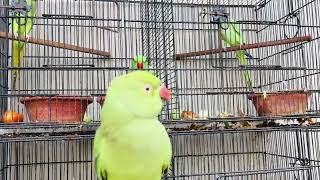 parrot talking like a human [upl. by Annalla]