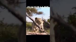 explore film france filmcomplet leroilion movie [upl. by Norrv]