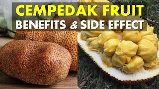 Cempedak Fruit Benefits and Side Effects Is Cempedak Good For Health [upl. by Archer333]