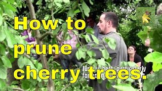 Pruning cherry trees properly and correctly  youtube video uk  summer [upl. by Nylavad869]