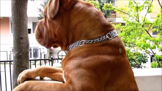 Dogue de Bordeaux Babu Handsome boys daily life [upl. by Gunar30]