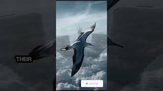 Meet the Bird That Never Lands albatross wildlife nature [upl. by Ahsen]