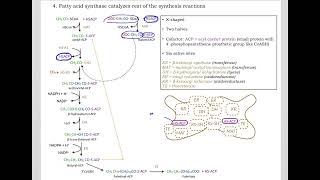 513 Understand not memorize metabolism Postprandial Fatty acid synthesis [upl. by Alik]