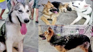 Pet Dog Market in Streets of Riyadh Saudi Arabia is also known as birds or animals market [upl. by Ettenna]