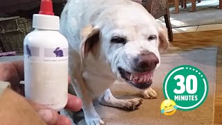 Hilarious Dog Hates Medicine 😅  FUNNIEST Cats and Dogs  Best Pet Videos [upl. by Erdei]