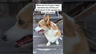 Dog squeaks when he smiles 😂 shorts dog corgi [upl. by Odnalref]