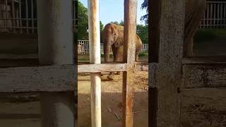 Musa visit karachi Zoo shorts tiktok elephant animals jurassicworld 티렉스 shortsfeed viral [upl. by Attenat]