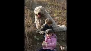 Komondor a családban  Komondor in the family [upl. by Pollak]