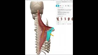 Scapular ADduction Retraction [upl. by Kemp]